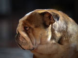 Собаки, щенки Английский бульдог, цена 6000 Грн., Фото