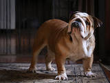 Собаки, щенята Англійський бульдог, ціна 6000 Грн., Фото