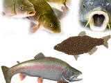 Рыбное хозяйство Корм для рыбы, цена 6 Грн., Фото