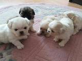 Собаки, щенки Пекинес, цена 1200 Грн., Фото