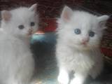 Кошки, котята Белоножка, цена 600 Грн., Фото