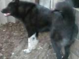 Собаки, щенята Східно-сибірська лайка, ціна 3000 Грн., Фото