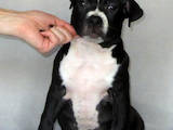 Собаки, щенята Американський стаффордширський тер'єр, ціна 11000 Грн., Фото