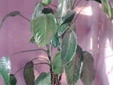 Домашні рослини Драцени, ціна 900 Грн., Фото