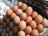 Продовольство Яйця, ціна 9 Грн., Фото