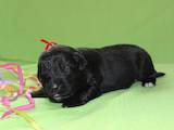 Собаки, щенки Ньюфаундленд, цена 20000 Грн., Фото