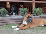 Собаки, щенята Боксер, ціна 500 Грн., Фото