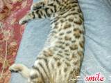 Кошки, котята Бенгальская, цена 4200 Грн., Фото