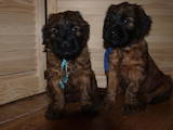 Собаки, щенки Бриар, цена 13500 Грн., Фото