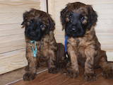 Собаки, щенята Бріар, ціна 13500 Грн., Фото