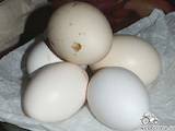 Продовольство Яйця, Фото