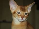Кошки, котята Абиссинская, цена 9000 Грн., Фото