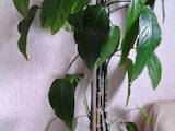 Домашние растения Дифенбахии, цена 550 Грн., Фото