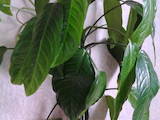 Домашні рослини Дифенбахія, ціна 550 Грн., Фото