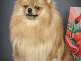 Собаки, щенята Малий шпіц, ціна 11000 Грн., Фото