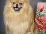 Собаки, щенки Малый шпиц, цена 11000 Грн., Фото