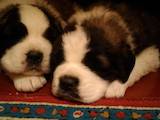Собаки, щенки Сенбернар, цена 16000 Грн., Фото
