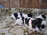 Собаки, щенята Жорсткошерстий фокстер'єр, ціна 4200 Грн., Фото