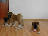 Собаки, щенки Американский акита, цена 25000 Грн., Фото