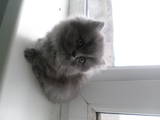 Кошки, котята Британская длинношёрстная, цена 1100 Грн., Фото