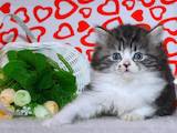 Кішки, кошенята Шотландська короткошерста, ціна 1500 Грн., Фото
