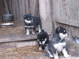 Собаки, щенки Восточно-Сибирская лайка, цена 3500 Грн., Фото