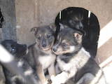 Собаки, щенки Западно-Сибирская лайка, цена 500 Грн., Фото