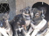 Собаки, щенята Західно-Сибірська лайка, ціна 500 Грн., Фото