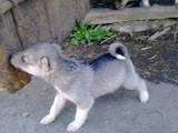 Собаки, щенки Западно-Сибирская лайка, цена 1000 Грн., Фото