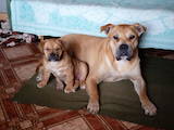 Собаки, щенки Мальоркский бульдог (Ка Де Бо), цена 12500 Грн., Фото