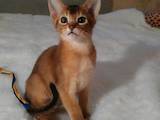 Кошки, котята Абиссинская, цена 13000 Грн., Фото