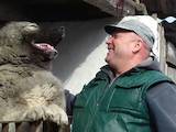 Собаки, щенята Кавказька вівчарка, ціна 7000 Грн., Фото