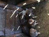 Собаки, щенята Західно-Сибірська лайка, ціна 600 Грн., Фото