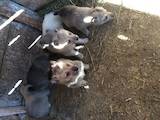 Собаки, щенки Западно-Сибирская лайка, цена 600 Грн., Фото