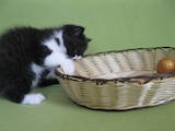 Кішки, кошенята Екзотична короткошерста, ціна 3500 Грн., Фото