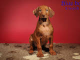 Собаки, щенята Родезійського ріджбек, ціна 13500 Грн., Фото