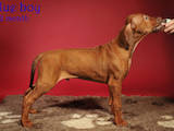 Собаки, щенки Родезийский риджбек, цена 13500 Грн., Фото