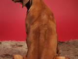 Собаки, щенки Родезийский риджбек, цена 13500 Грн., Фото
