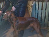 Собаки, щенки Ирландский сеттер, цена 2000 Грн., Фото