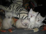 Кошки, котята Бурмилла, цена 350 Грн., Фото