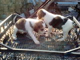 Собаки, щенята Різне, ціна 800 Грн., Фото