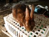 Тваринництво Кролівництво, ціна 500 Грн., Фото