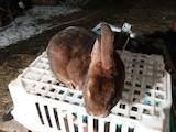 Животноводство Кролиководство, цена 500 Грн., Фото