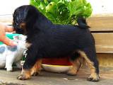 Собаки, щенки Брабантский гриффон, цена 18000 Грн., Фото