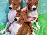 Собаки, щенята Басенджі, ціна 13500 Грн., Фото