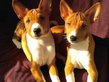 Собаки, щенки Басенджи, цена 13500 Грн., Фото