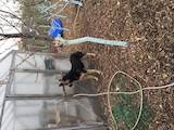 Собаки, щенки Восточно-Европейская овчарка, цена 6000 Грн., Фото