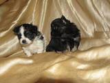 Собаки, щенки Чихуа-хуа, цена 1500 Грн., Фото