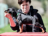 Собаки, щенята Доберман, ціна 20000 Грн., Фото