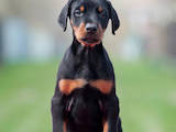 Собаки, щенята Доберман, ціна 20000 Грн., Фото